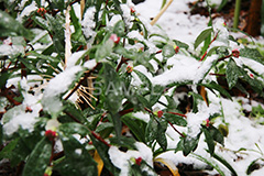 雪,ゆき,積,植物,草,冬,snow,winter