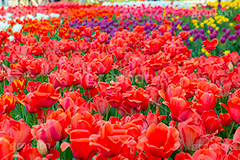 満開のチューリップ,チューリップ,チューリップ畑,ちゅーりっぷ,花,お花,フラワー,はな,花畑,キレイ,きれい,綺麗,満開,咲,咲いた,さいた,春,花壇,tulip,spring,flower