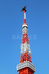 東京タワー,タワー,総合電波塔,電波,塔,日本電波塔,333m,とうきょうタワー,Tokyo Tower,港区,東京のシンボル,観光名所,鳥,japan