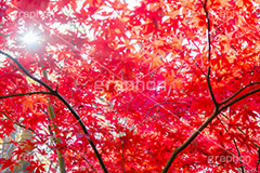 真っ赤なモミジ,もみじ,真っ赤,色づく,紅葉,自然,植物,木々,秋,赤,季語,草木,逆光,太陽,フレア,flare,japan,autumn