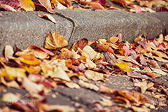 秋の気配,道路の落葉,路肩,落ち葉,落葉,枯れ葉,枯葉,葉っぱ,葉,はっぱ,枯れる,自然,植物,秋,道路,アスファルト,フルサイズ撮影